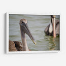 Pelicano de cerca - 5000 grados | Cuadro decorativo de Canvas Lab