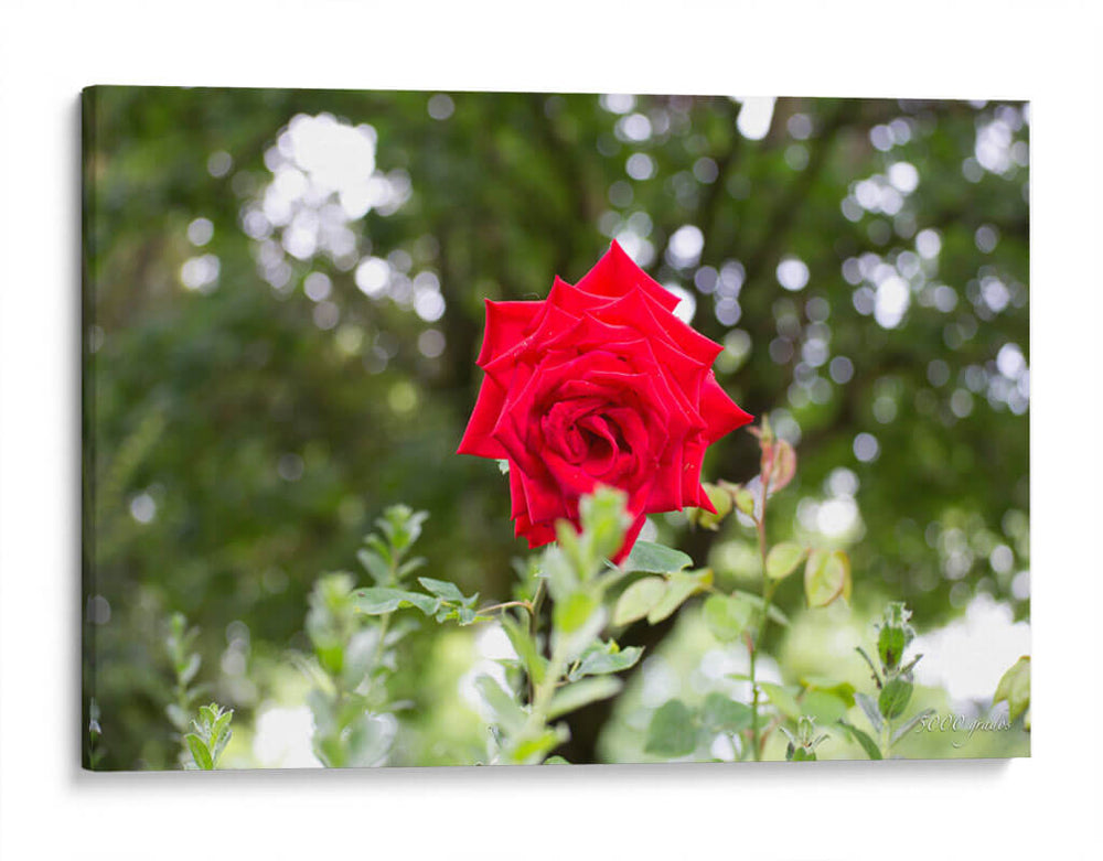 Rosa multifoco - 5000 grados | Cuadro decorativo de Canvas Lab