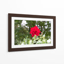 Rosa multifoco - 5000 grados | Cuadro decorativo de Canvas Lab