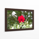 Rosa multifoco - 5000 grados | Cuadro decorativo de Canvas Lab