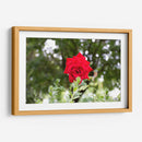 Rosa multifoco - 5000 grados | Cuadro decorativo de Canvas Lab