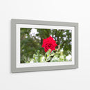 Rosa multifoco - 5000 grados | Cuadro decorativo de Canvas Lab