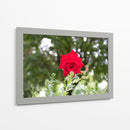 Rosa multifoco - 5000 grados | Cuadro decorativo de Canvas Lab