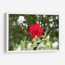 Rosa multifoco - 5000 grados | Cuadro decorativo de Canvas Lab