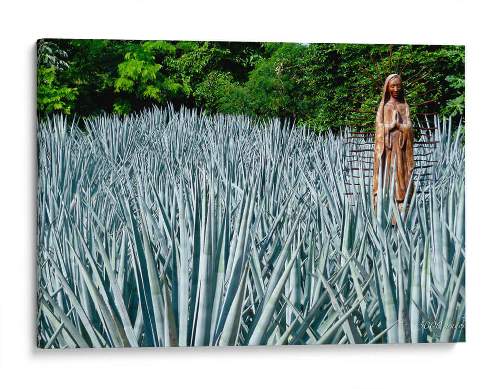 Virgen en campo de agave - 5000 grados | Cuadro decorativo de Canvas Lab