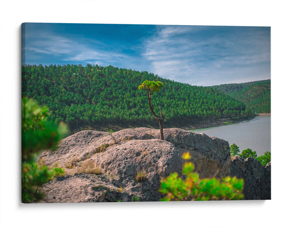 Bosque de la Sierra Madre Occidental - Enrique Estrada | Cuadro decorativo de Canvas Lab
