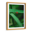 Catarina - Enrique Estrada | Cuadro decorativo de Canvas Lab