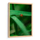 Catarina - Enrique Estrada | Cuadro decorativo de Canvas Lab