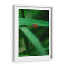 Catarina - Enrique Estrada | Cuadro decorativo de Canvas Lab