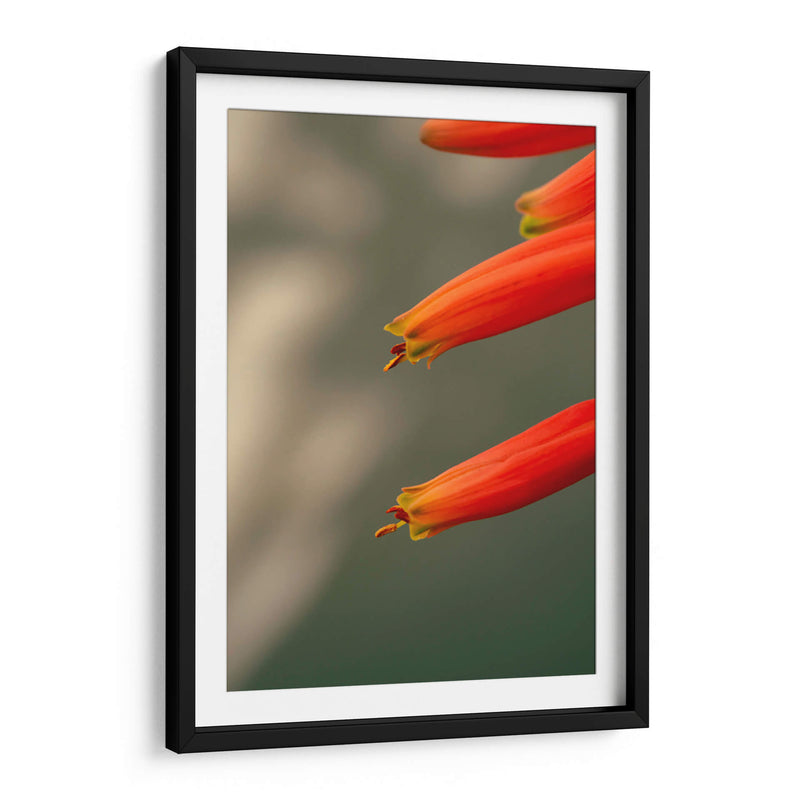 Flores aloe vera - Enrique Estrada | Cuadro decorativo de Canvas Lab