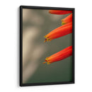 Flores aloe vera - Enrique Estrada | Cuadro decorativo de Canvas Lab