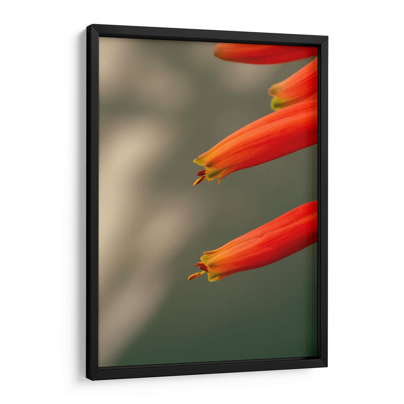 Flores aloe vera - Enrique Estrada | Cuadro decorativo de Canvas Lab