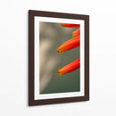 Flores aloe vera - Enrique Estrada | Cuadro decorativo de Canvas Lab