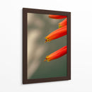 Flores aloe vera - Enrique Estrada | Cuadro decorativo de Canvas Lab