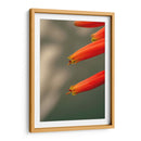 Flores aloe vera - Enrique Estrada | Cuadro decorativo de Canvas Lab