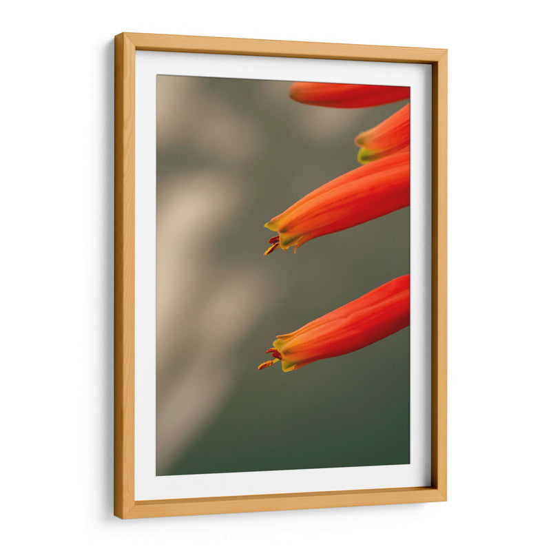 Flores aloe vera - Enrique Estrada | Cuadro decorativo de Canvas Lab