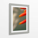 Flores aloe vera - Enrique Estrada | Cuadro decorativo de Canvas Lab
