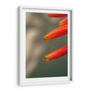 Flores aloe vera - Enrique Estrada | Cuadro decorativo de Canvas Lab