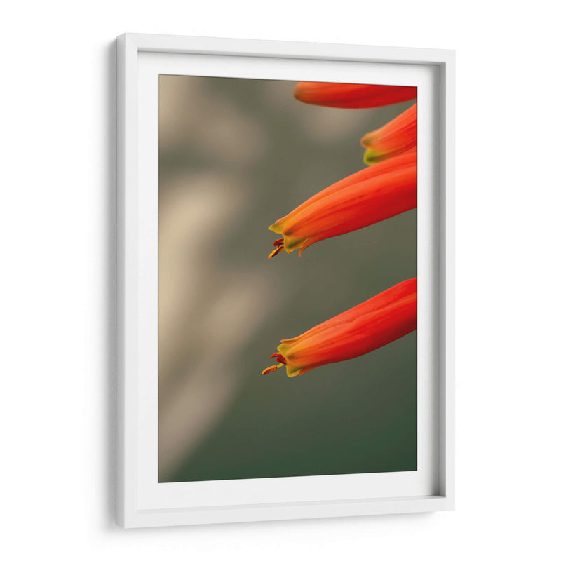 Flores aloe vera - Enrique Estrada | Cuadro decorativo de Canvas Lab