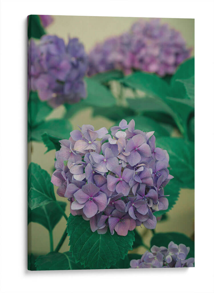 Hortensias - Enrique Estrada | Cuadro decorativo de Canvas Lab