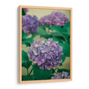 Hortensias - Enrique Estrada | Cuadro decorativo de Canvas Lab