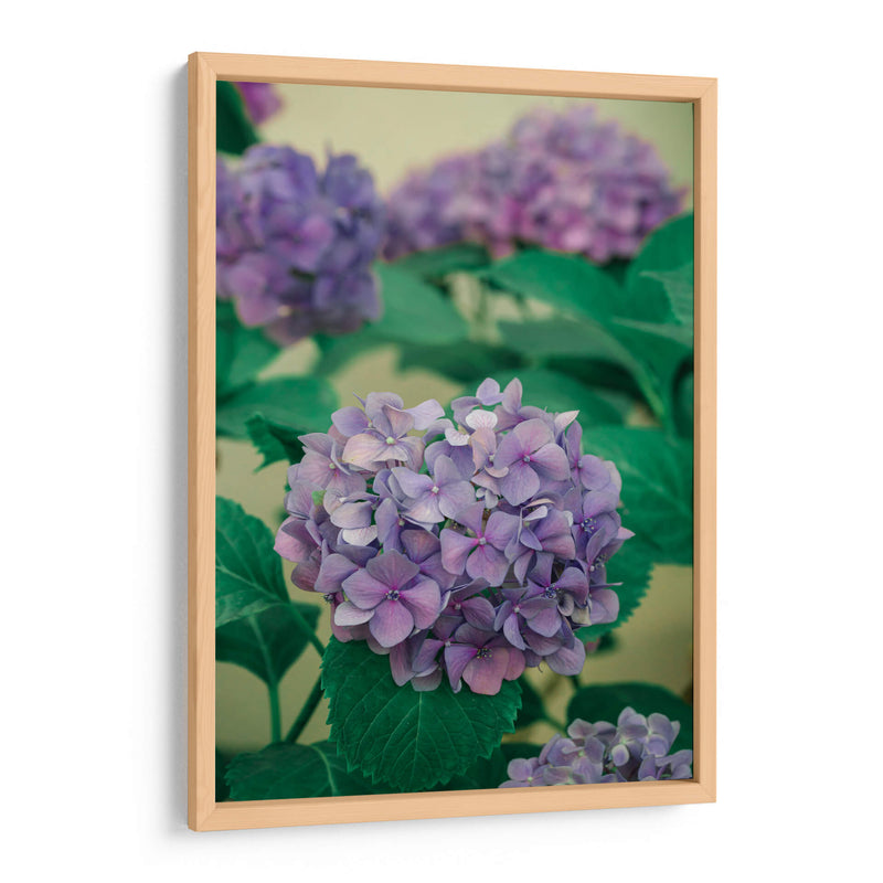 Hortensias - Enrique Estrada | Cuadro decorativo de Canvas Lab