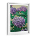 Hortensias - Enrique Estrada | Cuadro decorativo de Canvas Lab