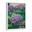 Hortensias - Enrique Estrada | Cuadro decorativo de Canvas Lab