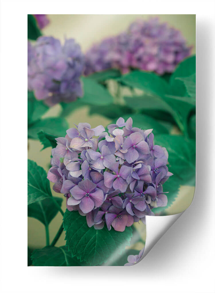 Hortensias - Enrique Estrada | Cuadro decorativo de Canvas Lab