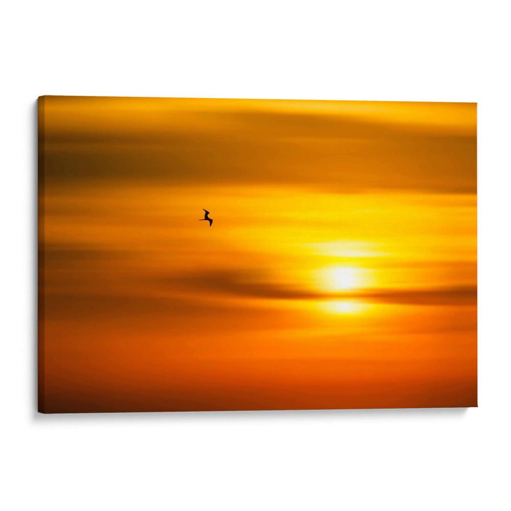 Gaviota al atardecer - Guillermo Aparicio | Cuadro decorativo de Canvas Lab