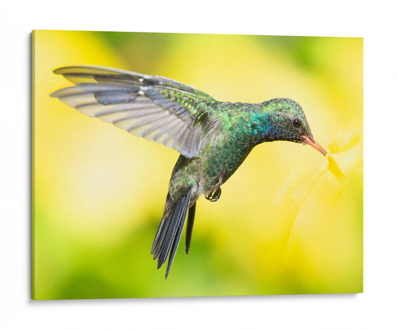 COLIBRÍ 2 - Ariadne Contreras | Cuadro decorativo de Canvas Lab