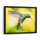 COLIBRÍ 2 - Ariadne Contreras | Cuadro decorativo de Canvas Lab