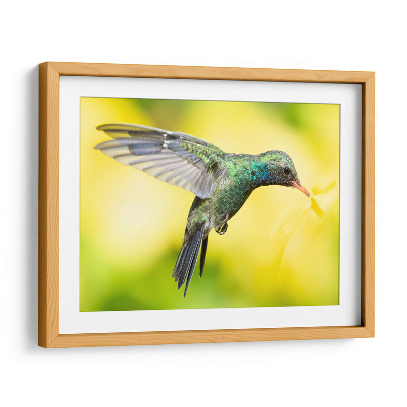 COLIBRÍ 2 - Ariadne Contreras | Cuadro decorativo de Canvas Lab