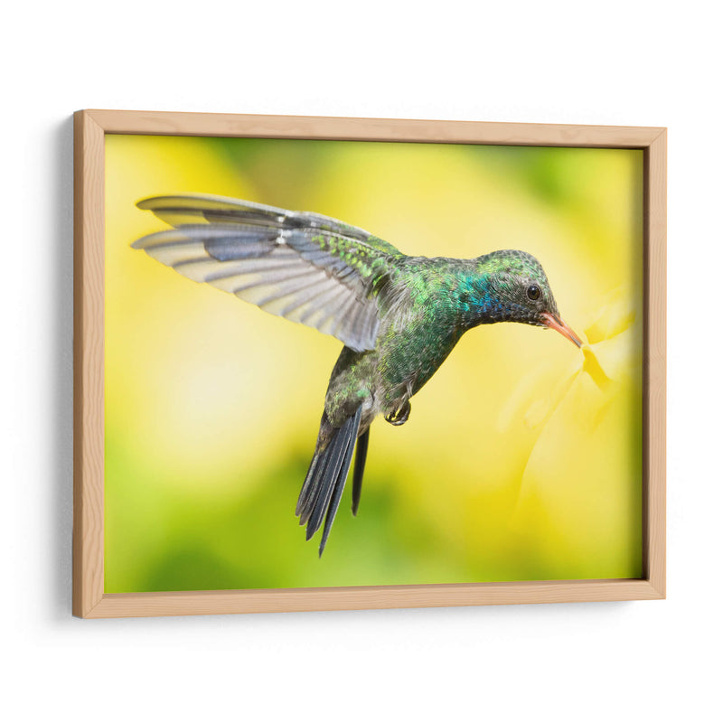 COLIBRÍ 2 - Ariadne Contreras | Cuadro decorativo de Canvas Lab