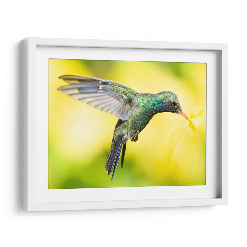 COLIBRÍ 2 - Ariadne Contreras | Cuadro decorativo de Canvas Lab