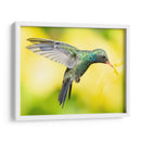 COLIBRÍ 2 - Ariadne Contreras | Cuadro decorativo de Canvas Lab