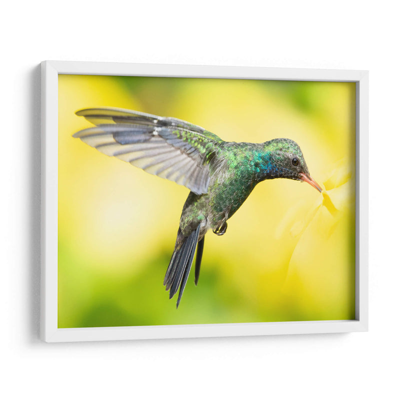 COLIBRÍ 2 - Ariadne Contreras | Cuadro decorativo de Canvas Lab