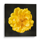 FLOR CARNAVAL - Ariadne Contreras | Cuadro decorativo de Canvas Lab