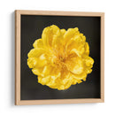 FLOR CARNAVAL - Ariadne Contreras | Cuadro decorativo de Canvas Lab