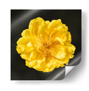 FLOR CARNAVAL - Ariadne Contreras | Cuadro decorativo de Canvas Lab