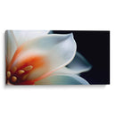 Pétalos transparentes - Juliana Estrada | Cuadro decorativo de Canvas Lab