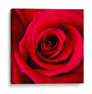 ROSA ROJA - Ariadne Contreras | Cuadro decorativo de Canvas Lab