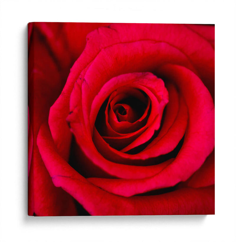 ROSA ROJA - Ariadne Contreras | Cuadro decorativo de Canvas Lab