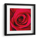 ROSA ROJA - Ariadne Contreras | Cuadro decorativo de Canvas Lab