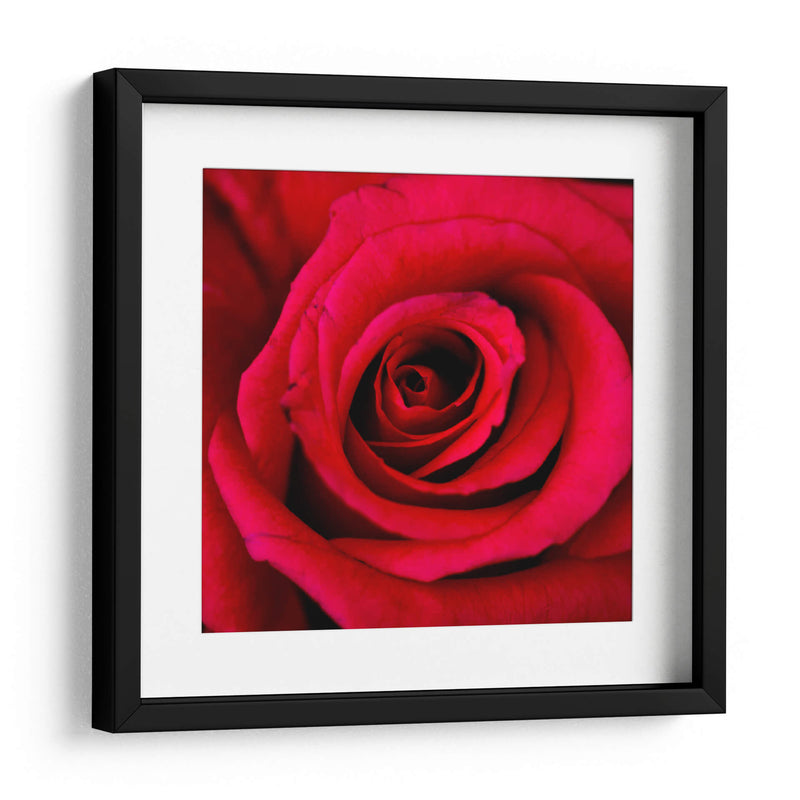 ROSA ROJA - Ariadne Contreras | Cuadro decorativo de Canvas Lab