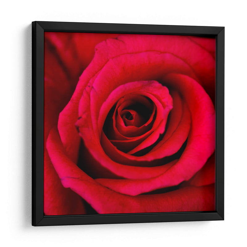 ROSA ROJA - Ariadne Contreras | Cuadro decorativo de Canvas Lab