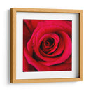 ROSA ROJA - Ariadne Contreras | Cuadro decorativo de Canvas Lab