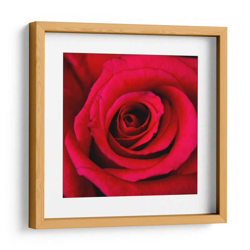 ROSA ROJA - Ariadne Contreras | Cuadro decorativo de Canvas Lab