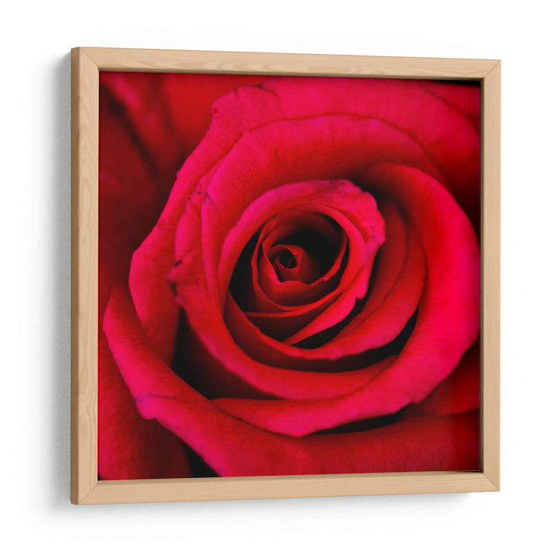 ROSA ROJA - Ariadne Contreras | Cuadro decorativo de Canvas Lab
