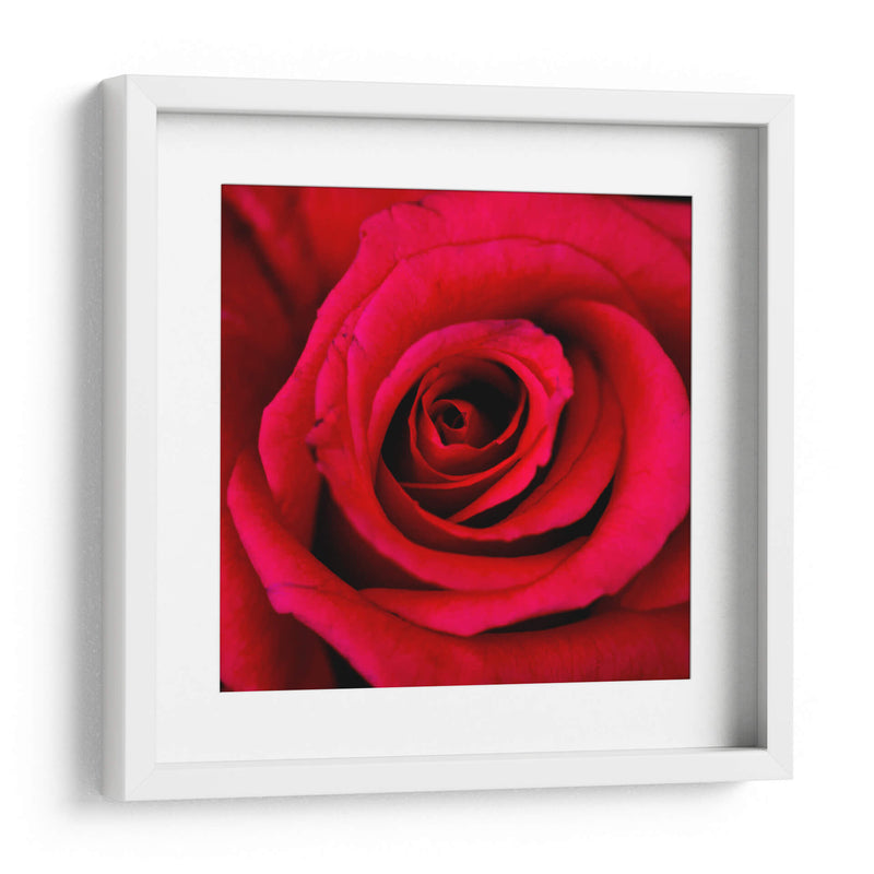 ROSA ROJA - Ariadne Contreras | Cuadro decorativo de Canvas Lab